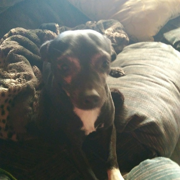 Meet your Posher, Dora - Picture 1 of 1